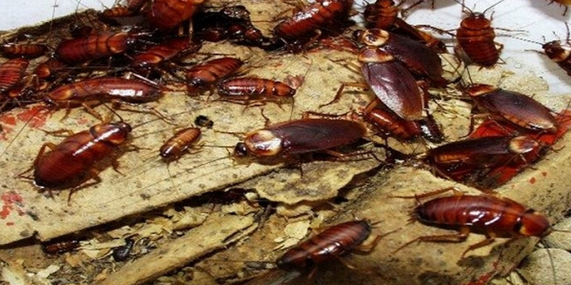 Mơ Thấy Con Gián Đánh Số Mấy Để Phát Tài Nhanh Chóng? 3 Nhìn thấy rất nhiều gián thì phải ghi ngay con 82, 98, 87