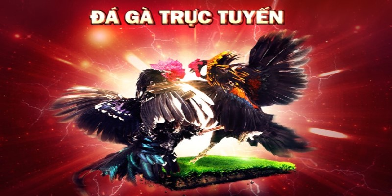 Bùng Nổ Đam Mê Cùng Đá Gà Trực Tiếp New88 Mới Nhất 2024 1 Tìm hiểu về hình thức đá gà trực tiếp